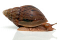 Lissachatina immaculata panthera juvenil